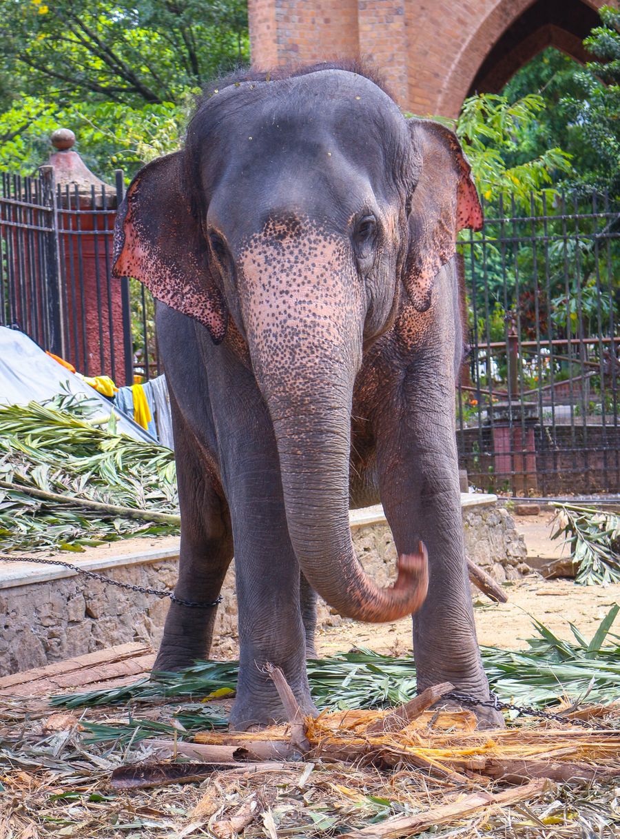 Kandy